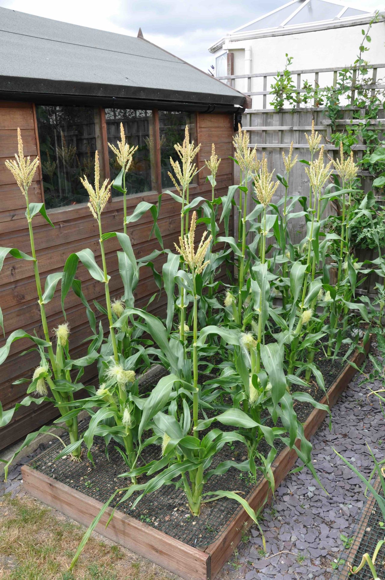 Sweetcorn growing in a garden