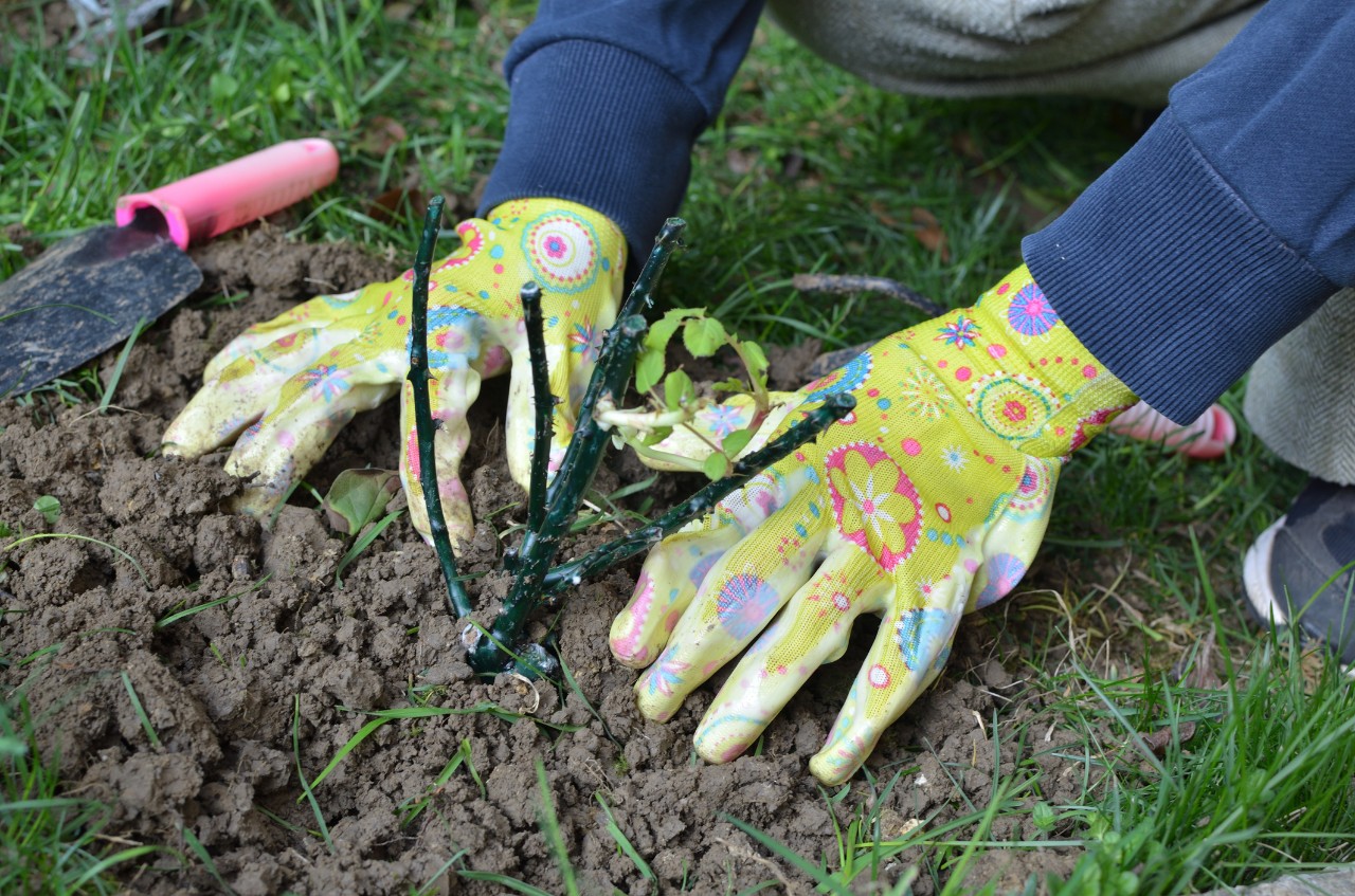 planting bare root rose in the ground with floral gardening gloves