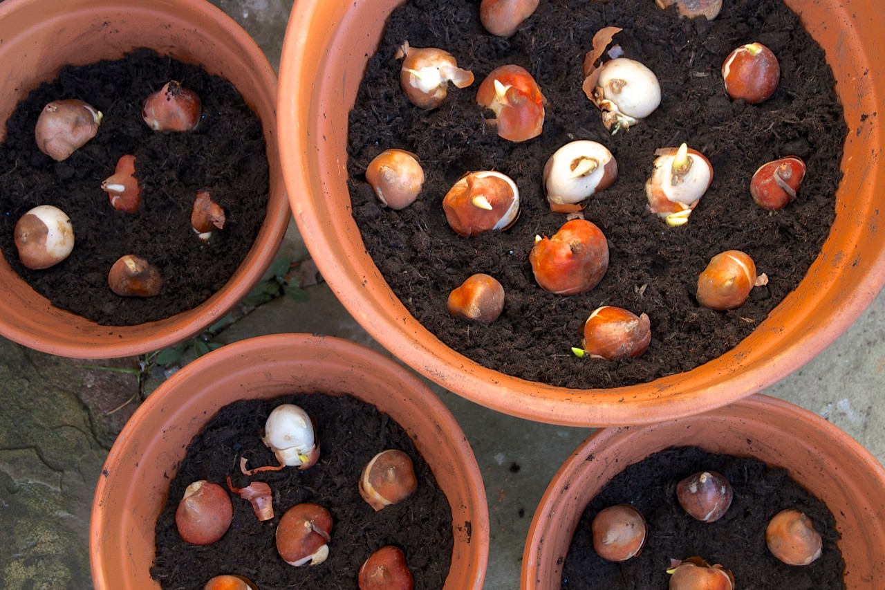 Tulip bulbs in pot