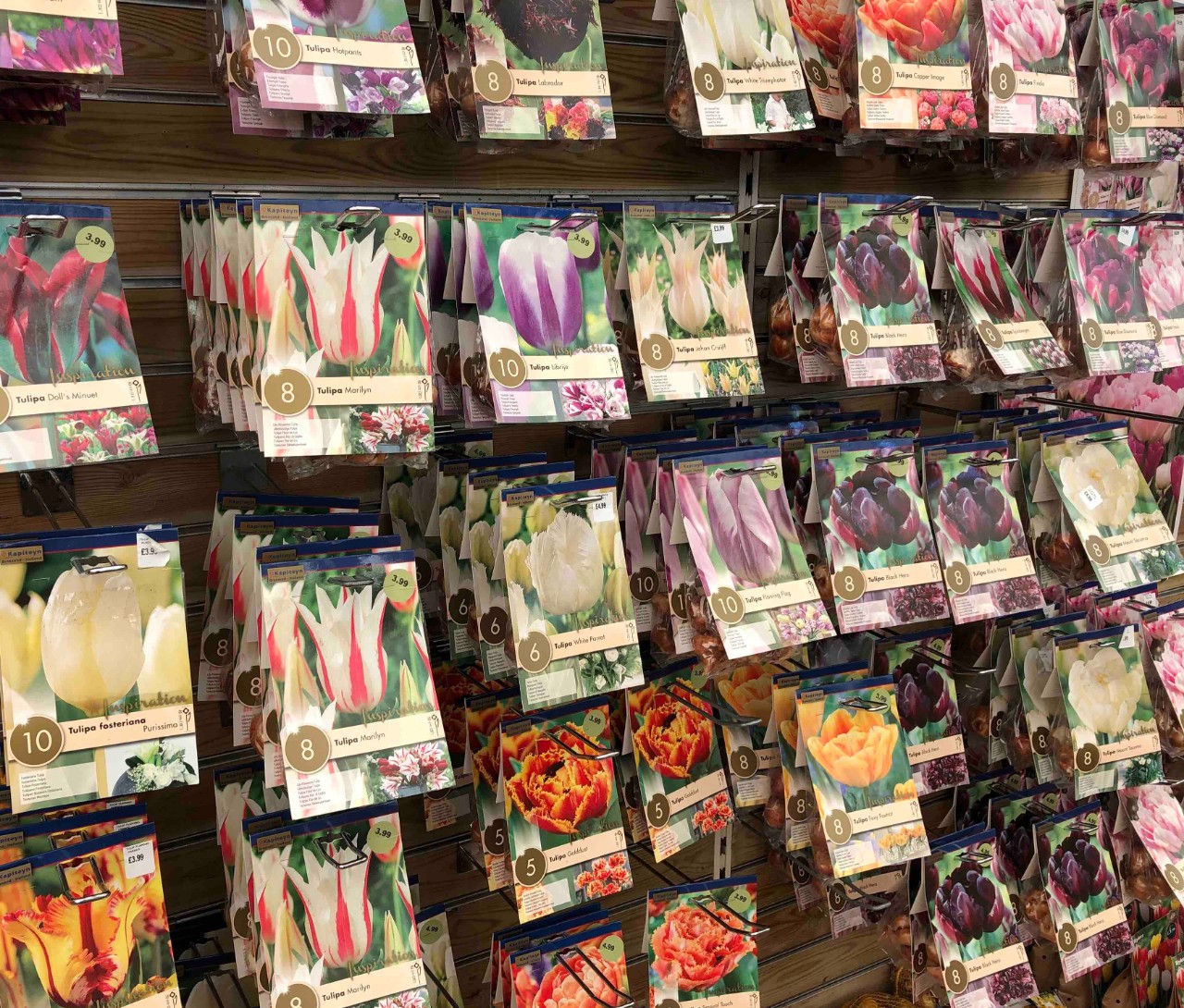 Tulip bulbs on sale in a garden centre