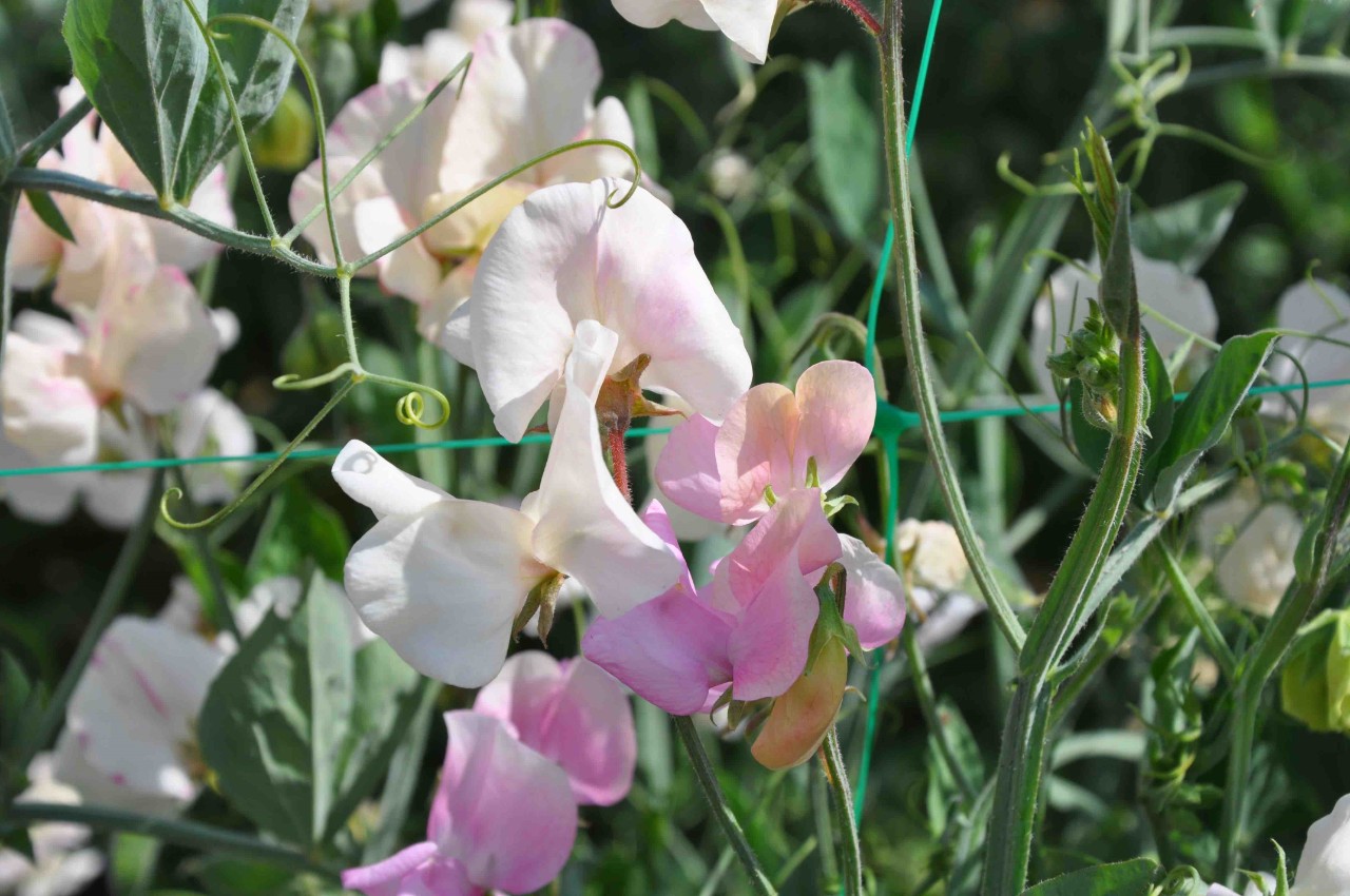 Pink sweetpeas