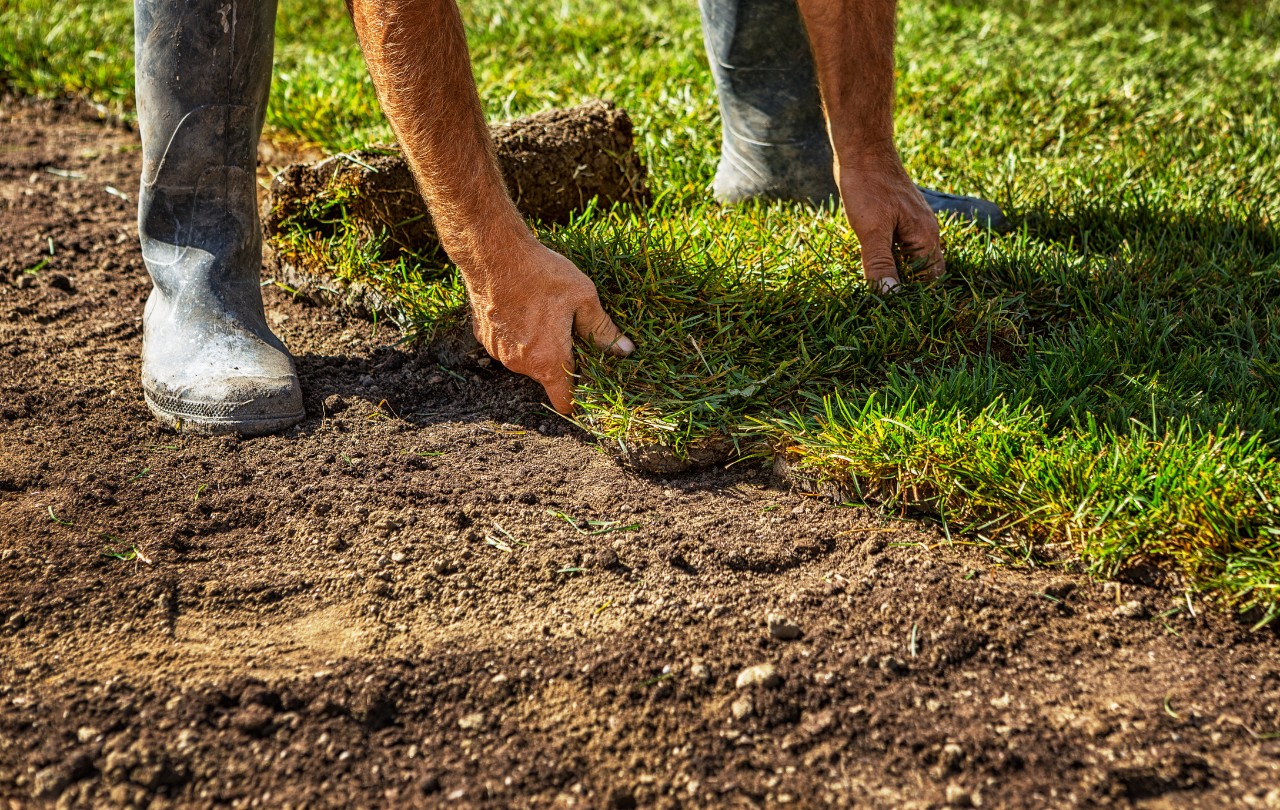 Laying turf for a lawn