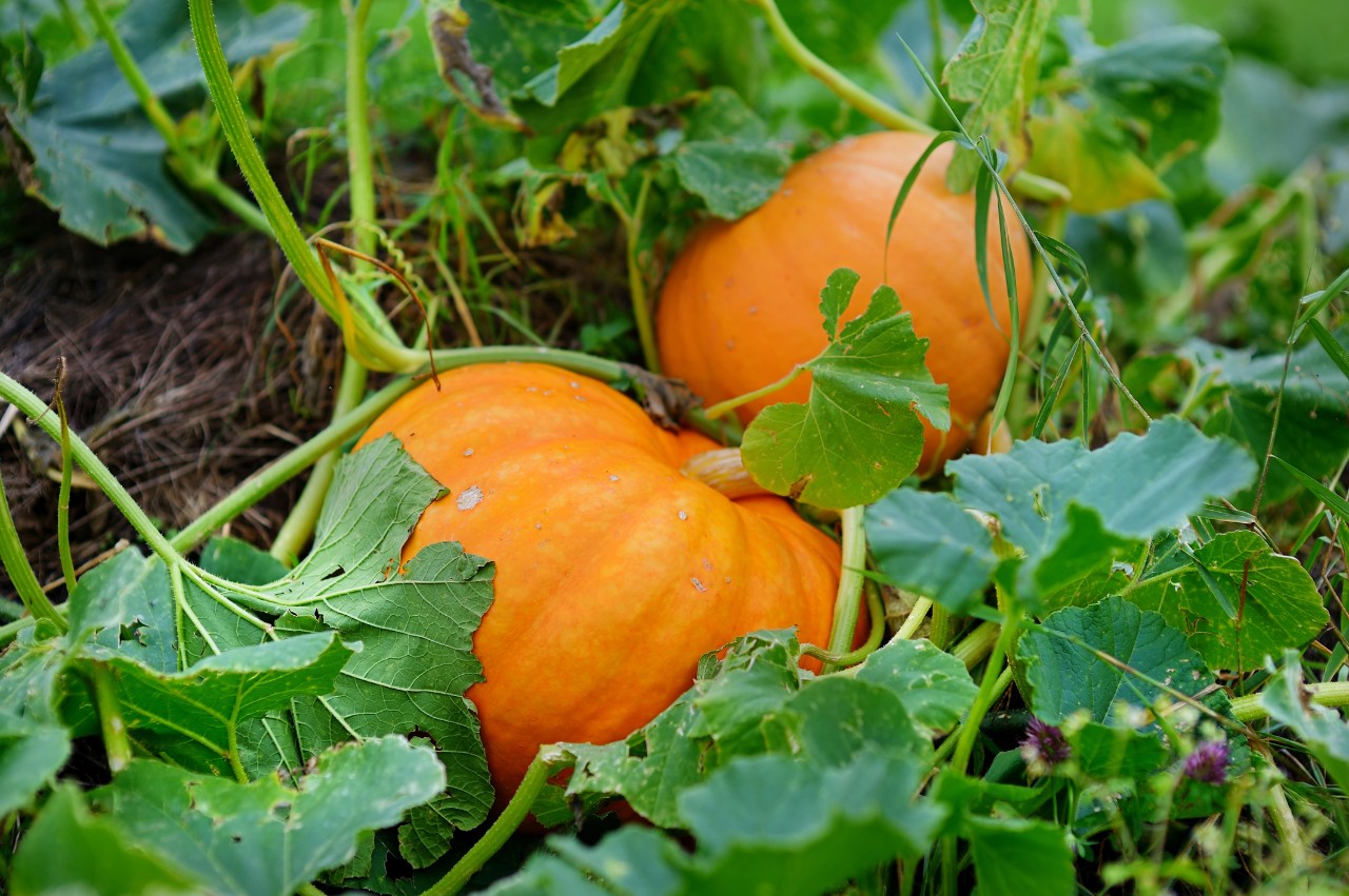 Pumpkins ready to harvest