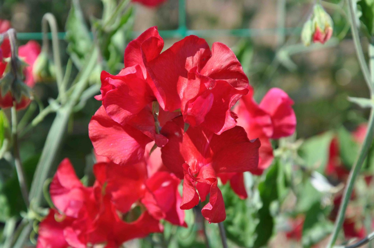 Sweet pea