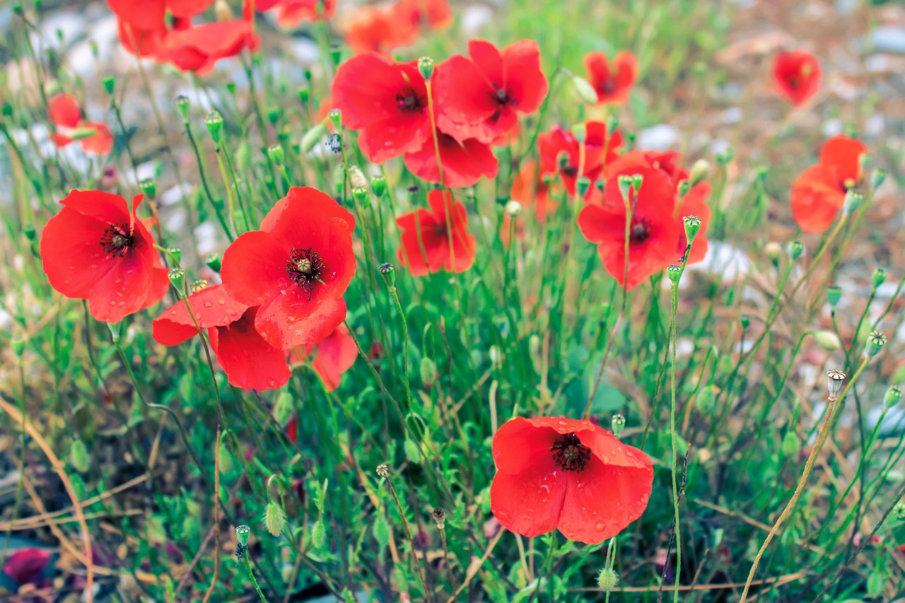 red poppies