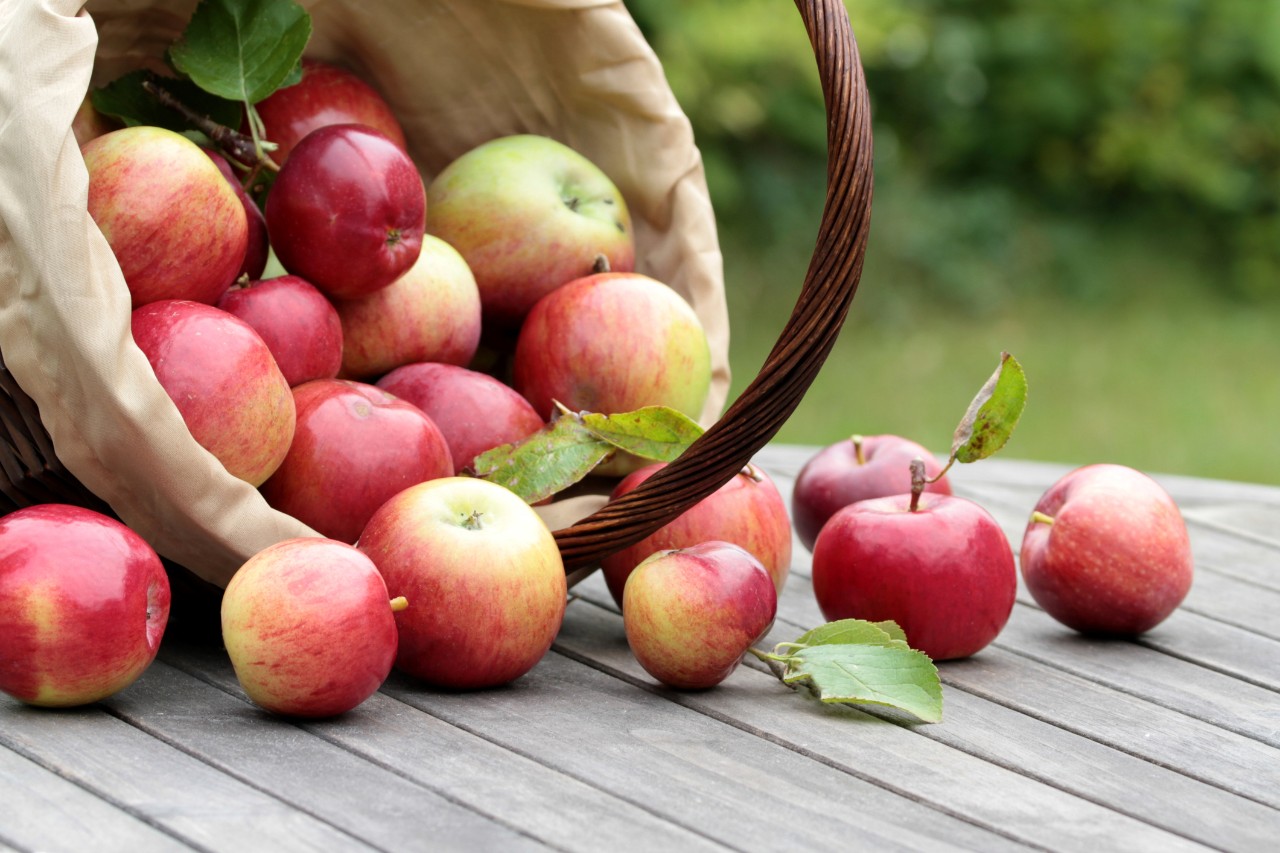 red apples rolling out a wicker basket