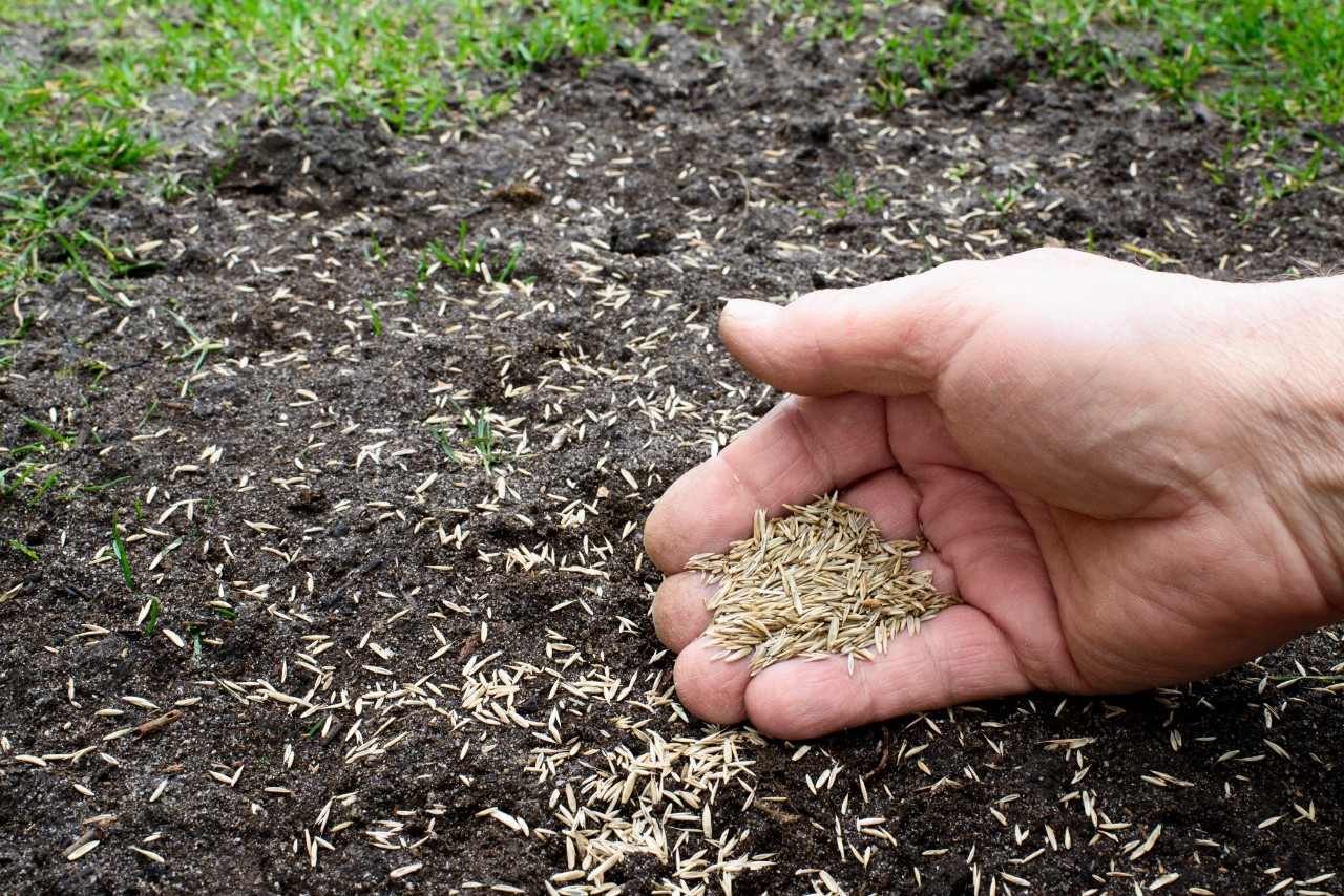 hand sowing grass seed in a lawn