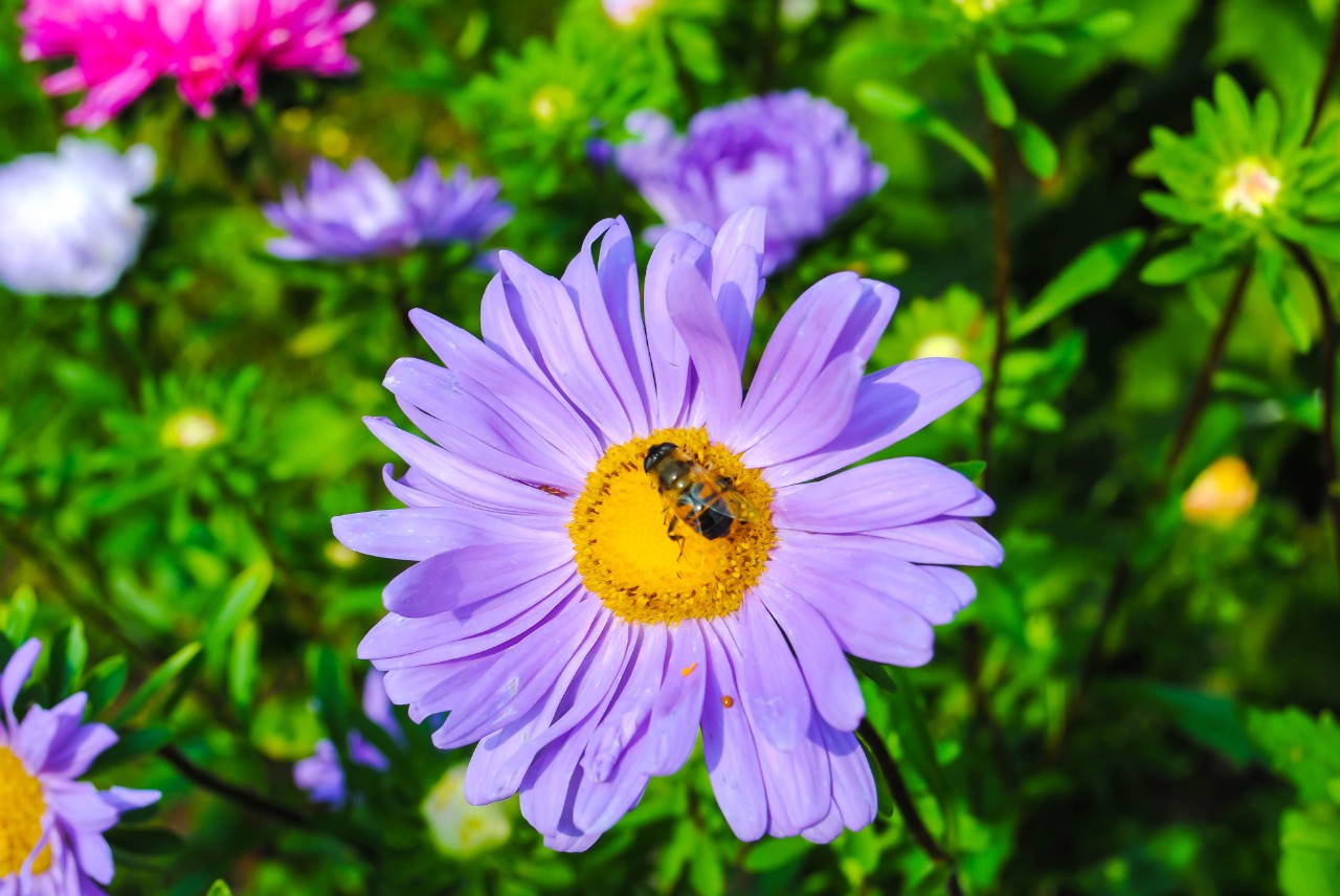 Aster