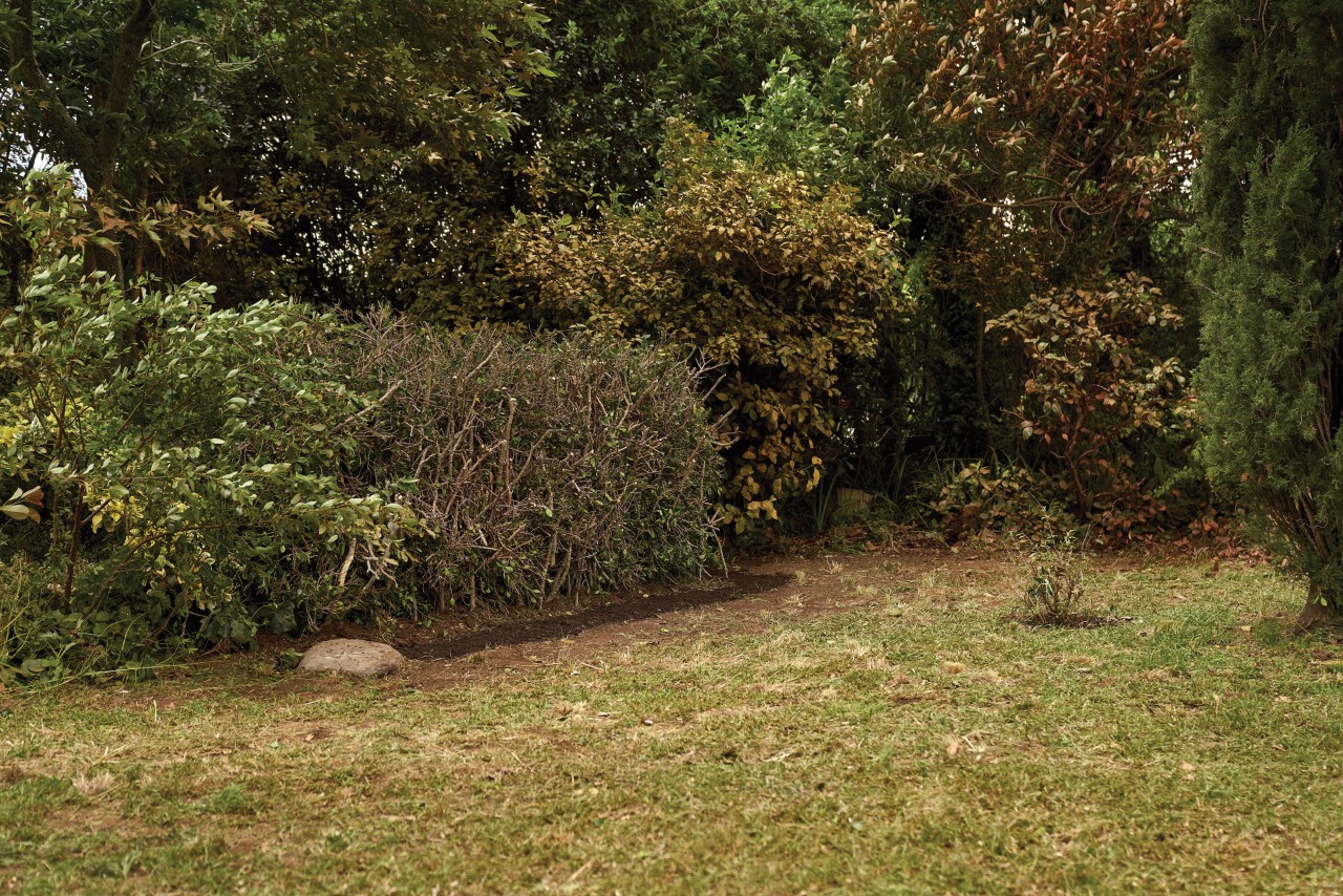 An orderly garden with a trimmed lawn, shrubs and trees
