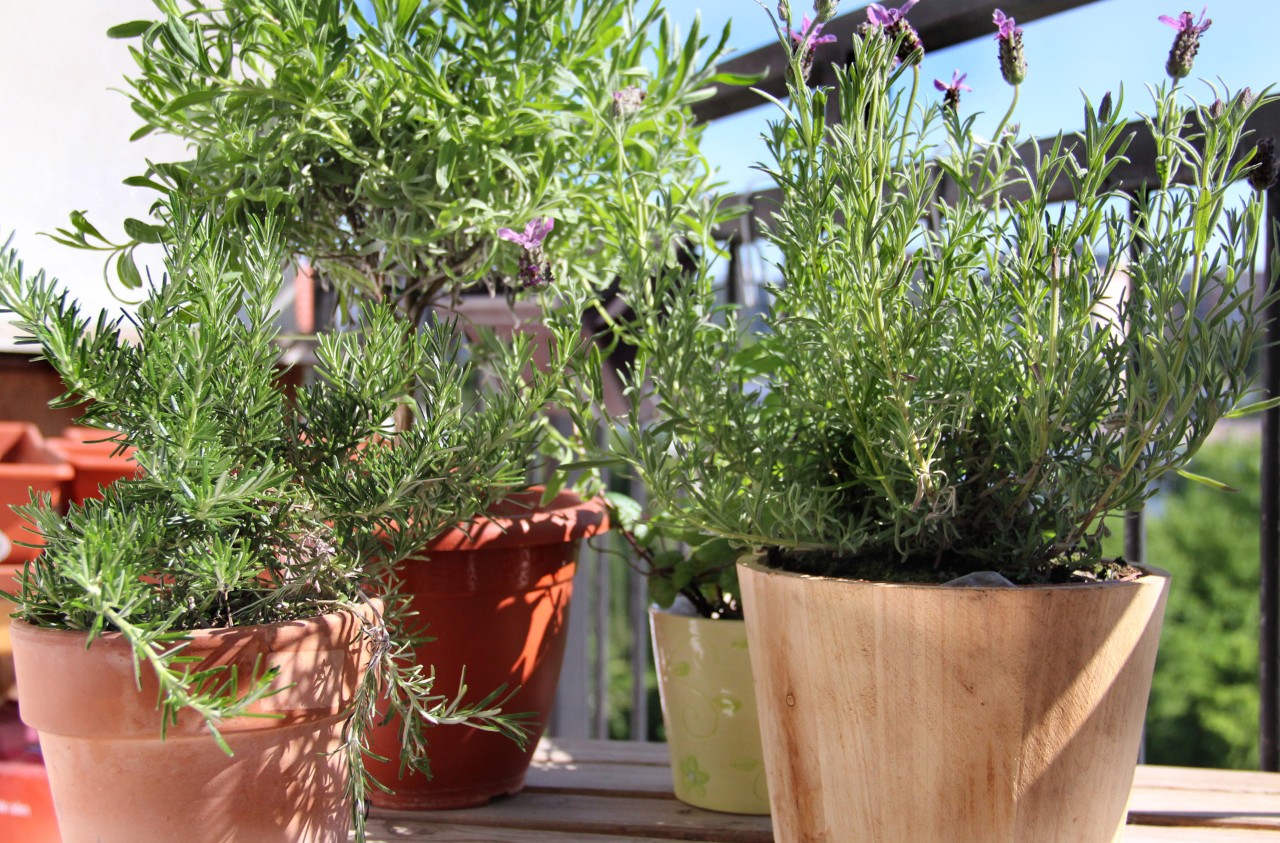 Pots with rosemary, thyme and other herbs growing in them