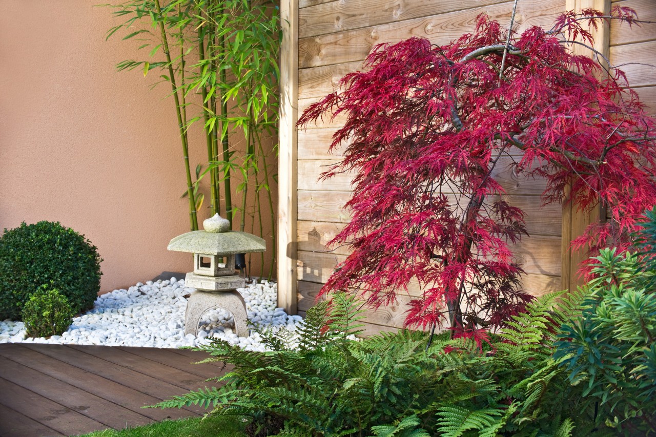 Fern and red acer in front of a wooden partition on a terrace