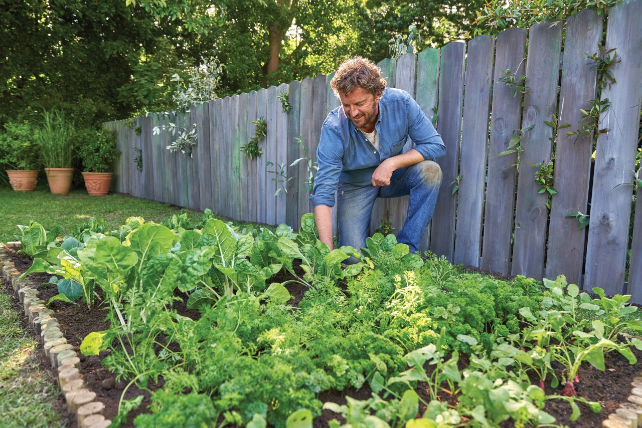 Man kneeling in a vegetable patch on a lawn, wooden fence on the right, plant tubs at the back.