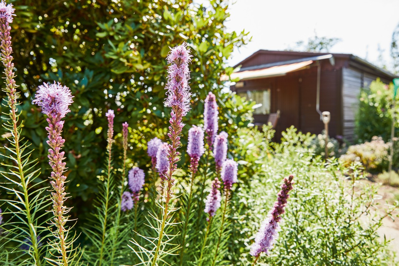 Purple perennial blooms in a garden, summer house with awning in the background