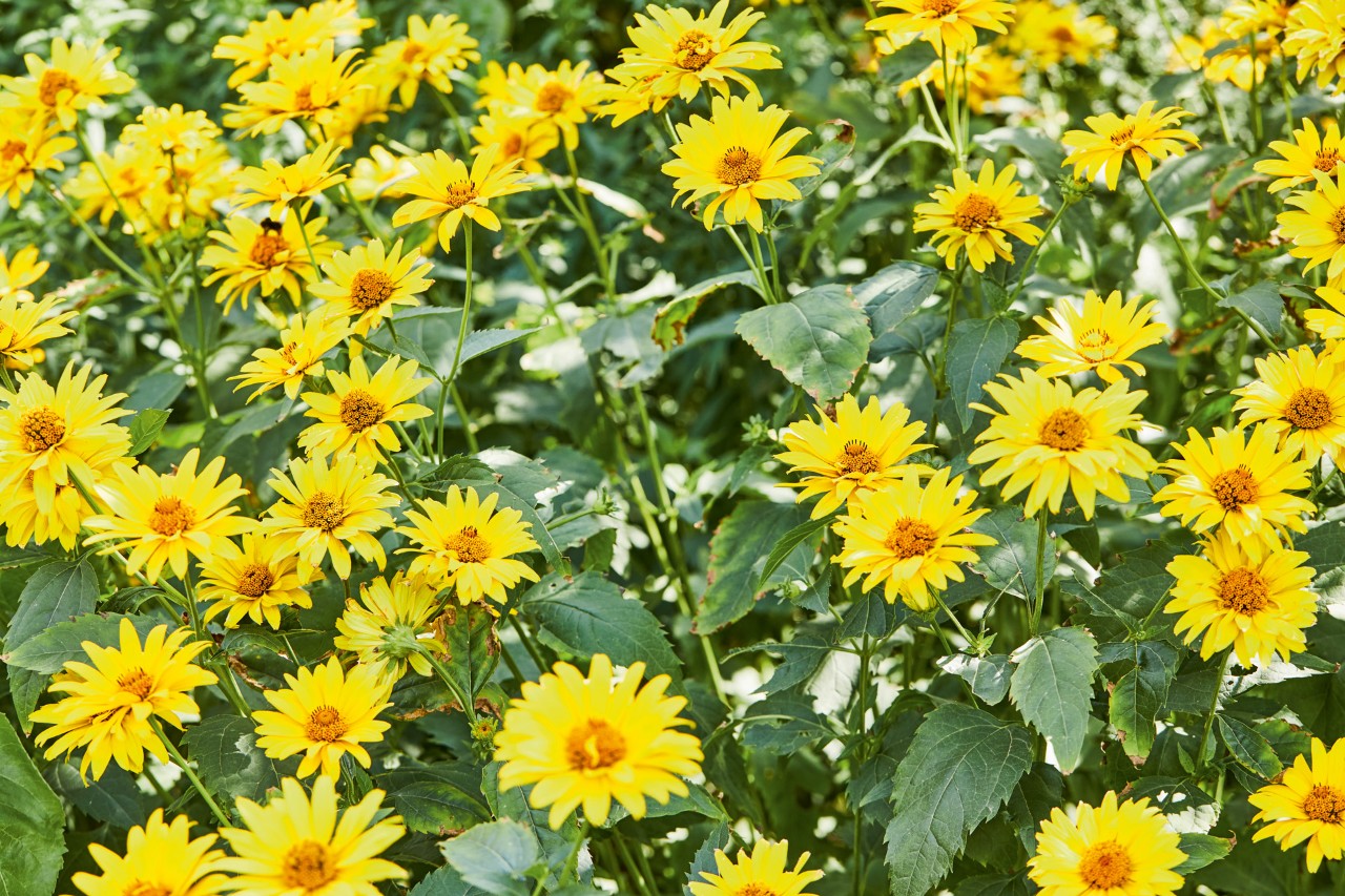 Close-up: sunflower perennials with bright yellow blooms