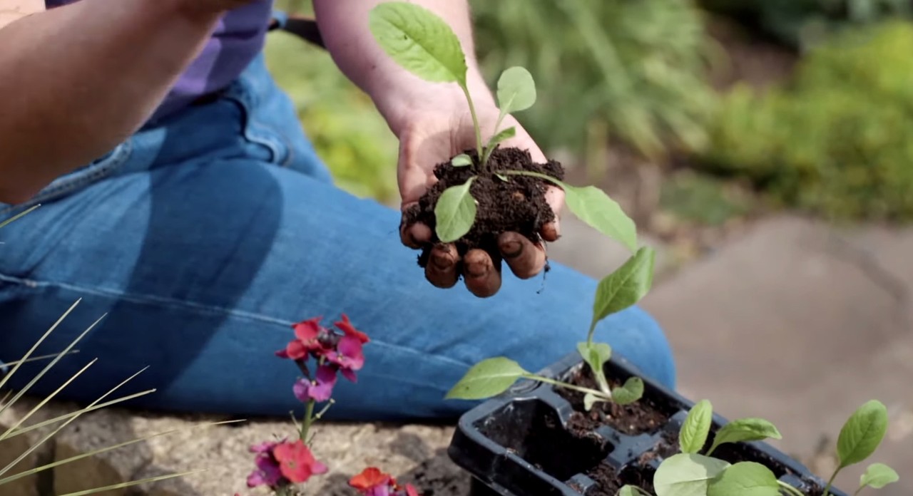 Planting seedlings in the garden in spring