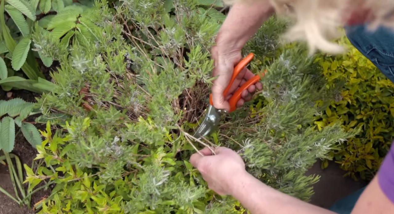 Cutting branches off a shrub with a pair of secateurs in the garden in spring