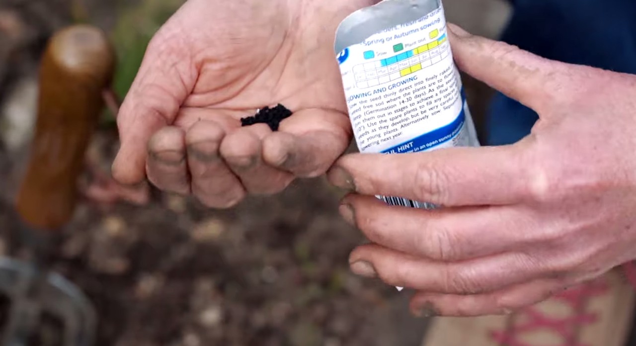 A woman holding black flower seeds in her hand