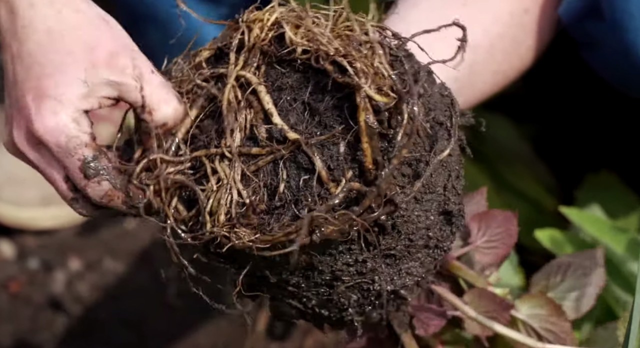Potbound plant being repotted in spring