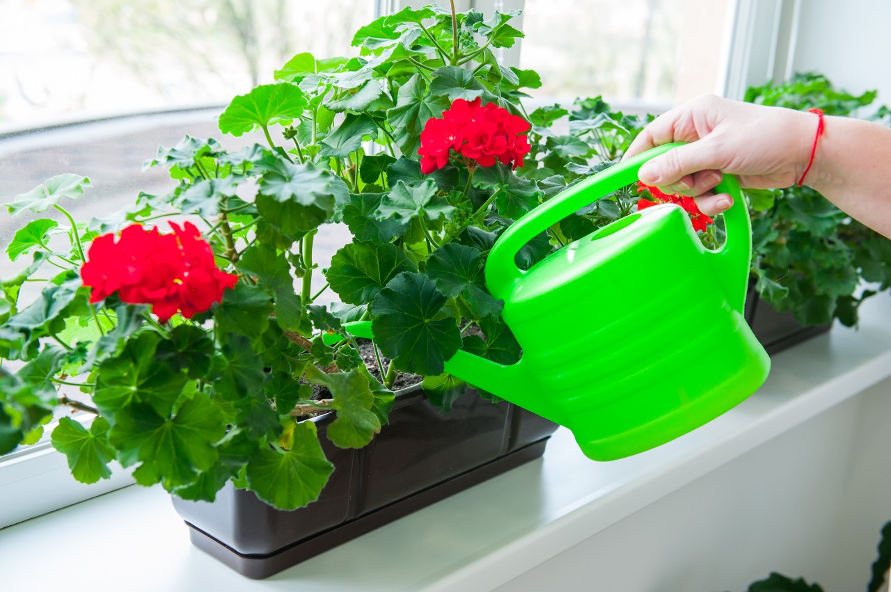 Watering geraniums on a windowsill