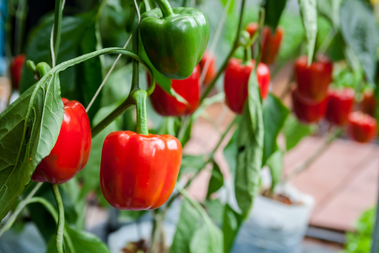 Red peppers growing in a greenhouse