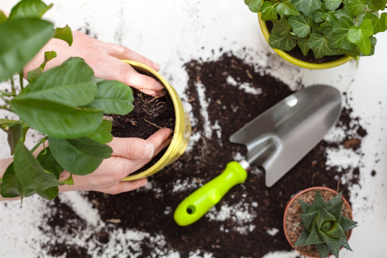 Re-potting house plants