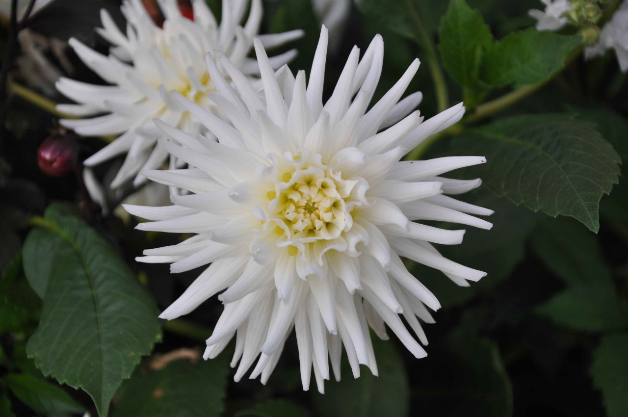 Blooming white dahlia my love variety
