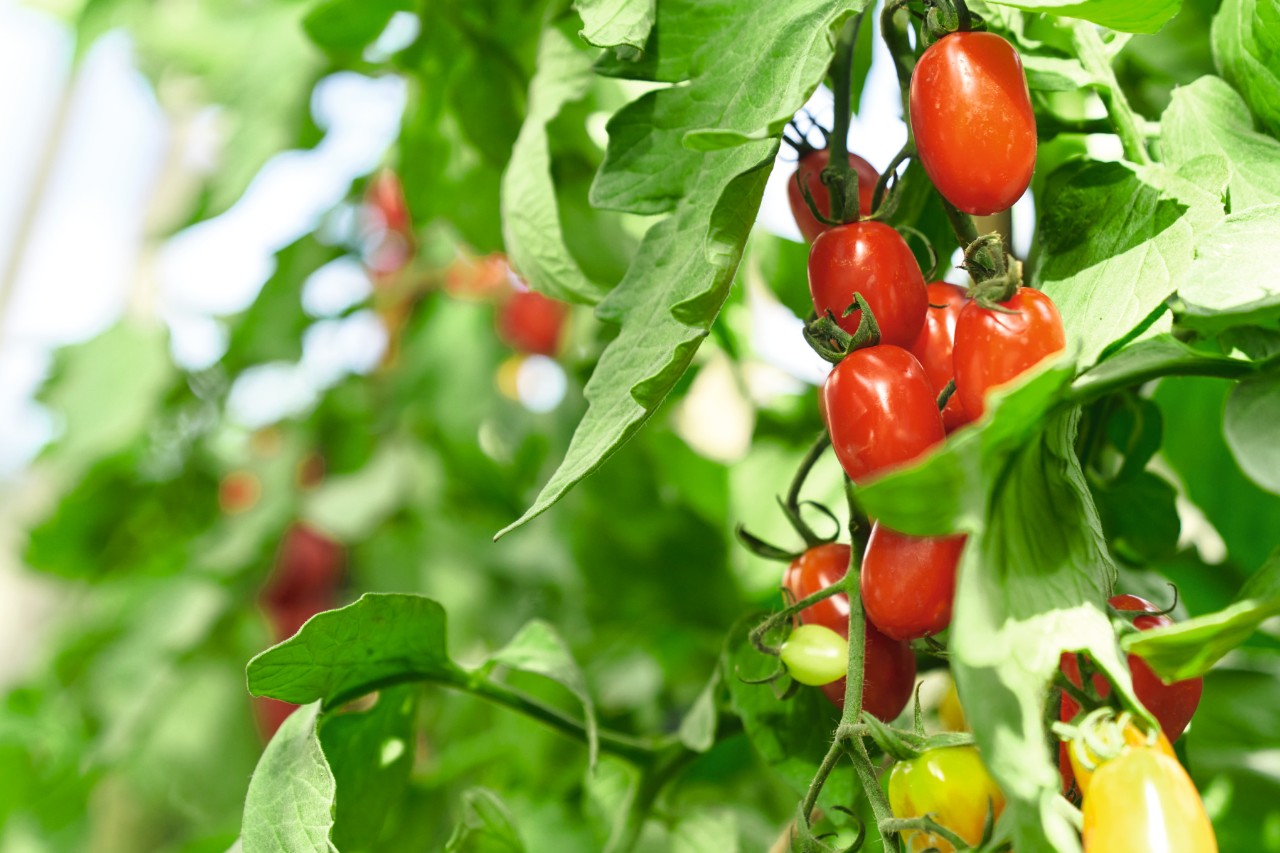 Tomato plant with ripe red tomatoes