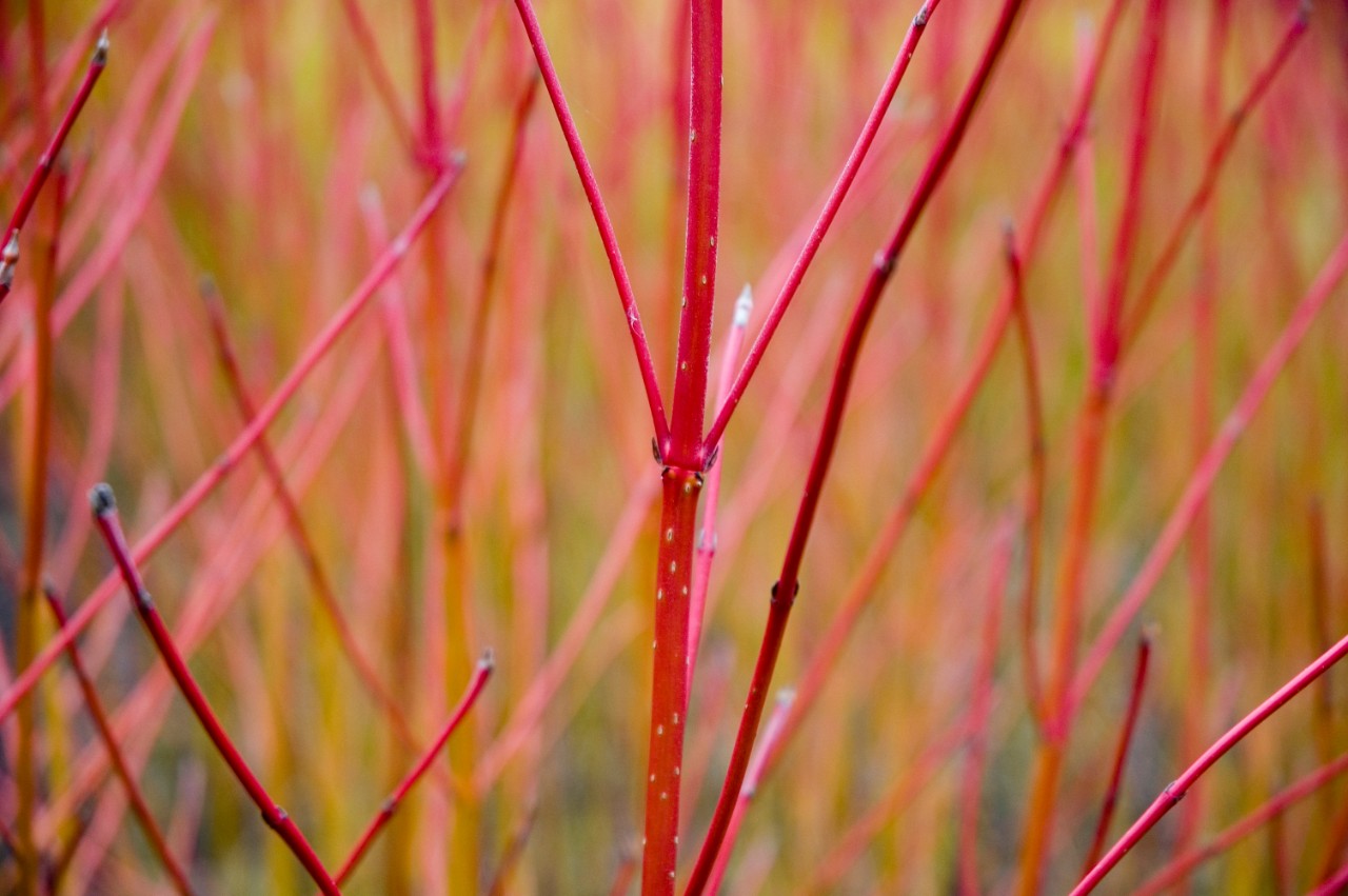 Cornus Alba or Dogwood stems