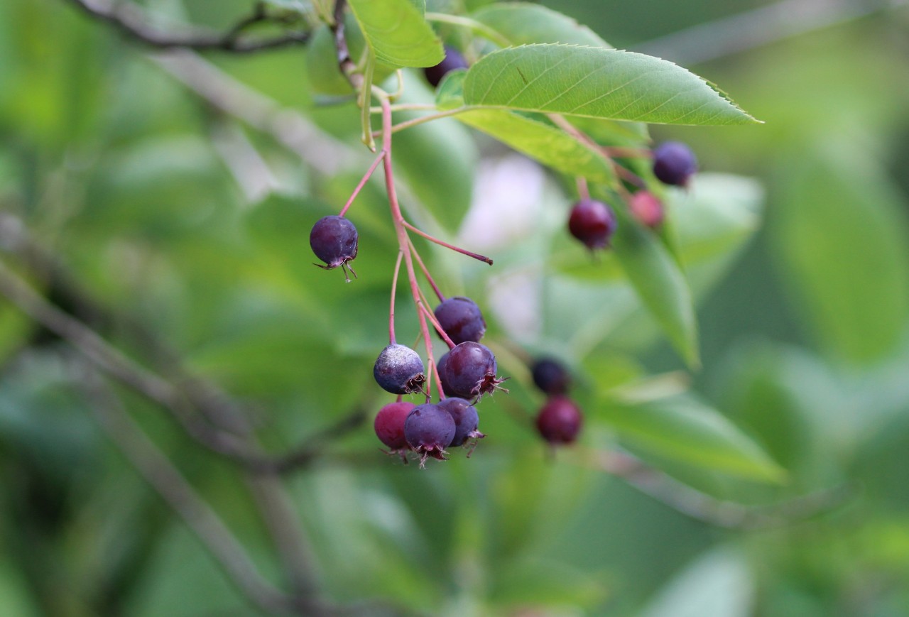 Juneberry berries
