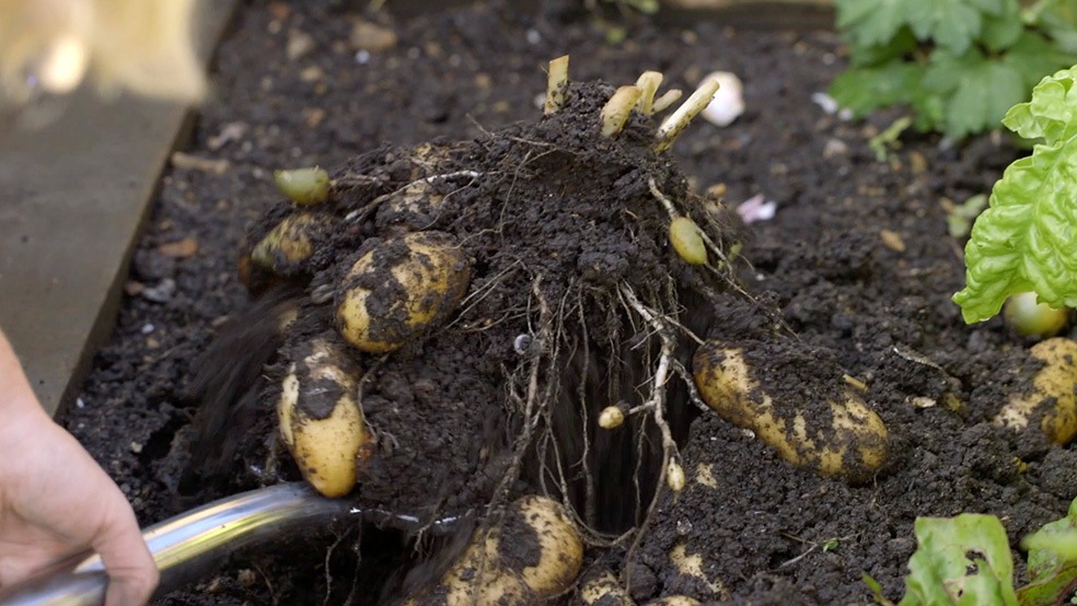 Gardening in summer, potatoes are lifted out of a bed with a spade