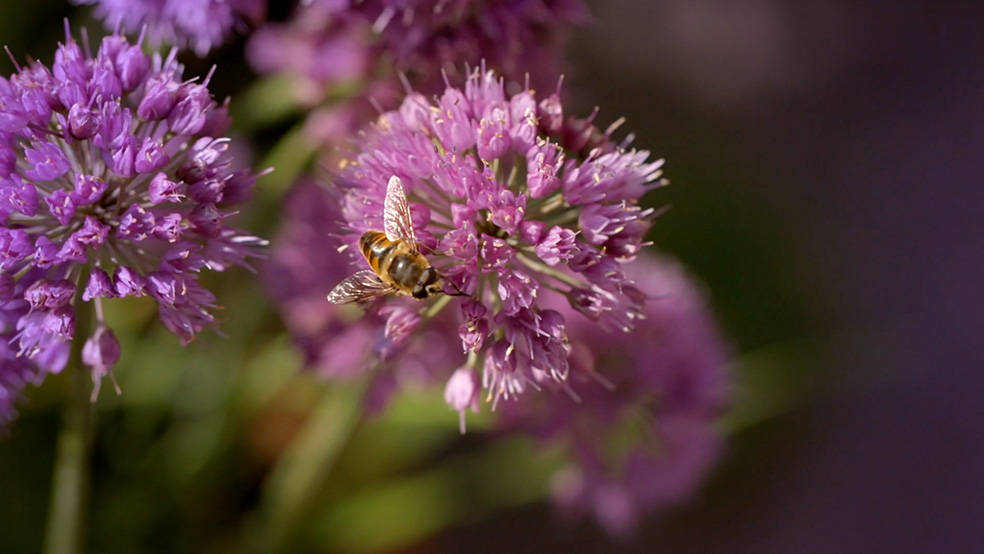 Close-up of a bee on a pink flower