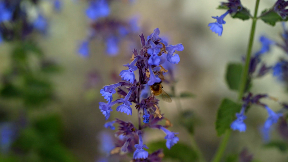 Close-up of a bee on a purple coloured flower
