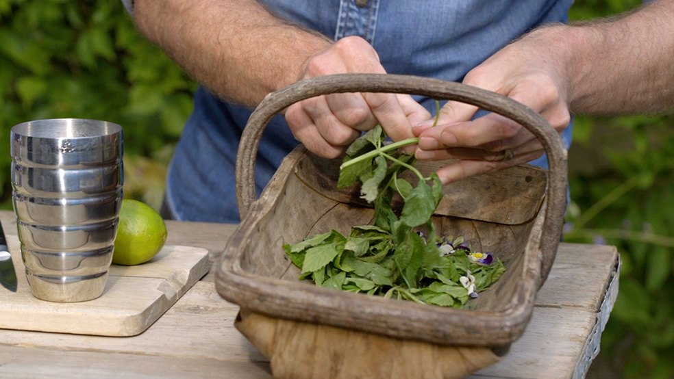  Person examines herbs harvested in a basket during gardening in summer