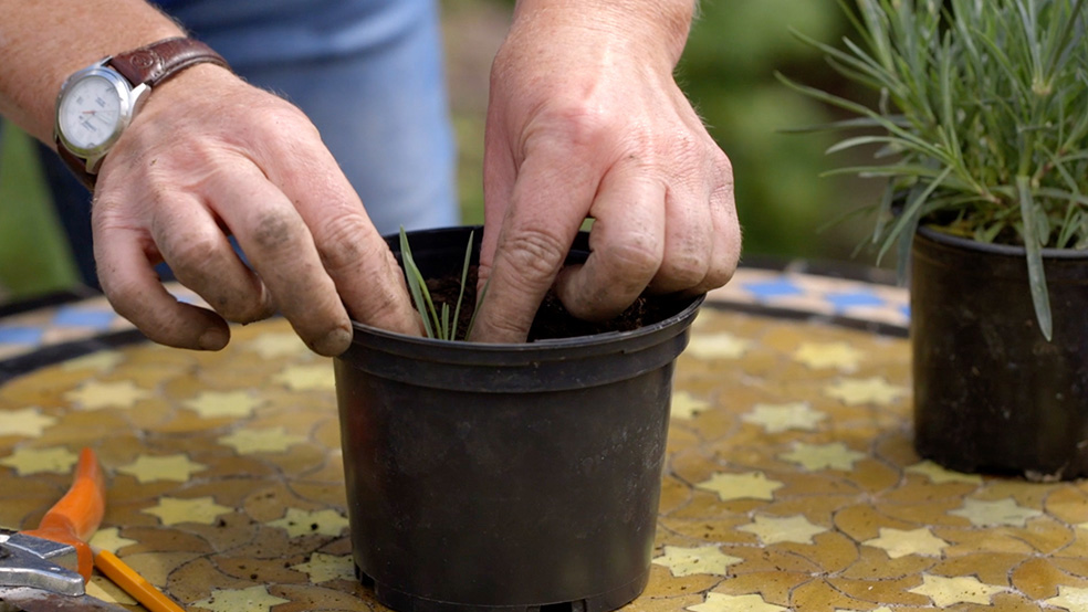 While gardening in summer, cuttings are planted in a pot 