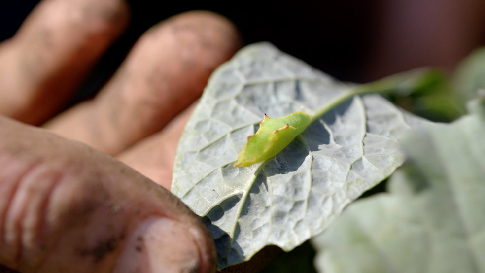 Close-up: the back of a leaf is being inspected for pests