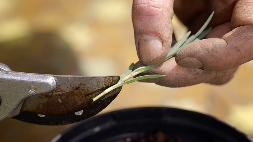 Close-up of a green stem being worked on with secateurs