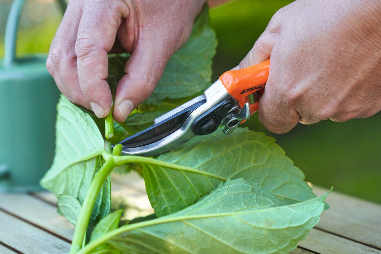 Close-up of someone using STIHL secateurs to remove leaves from a cutting