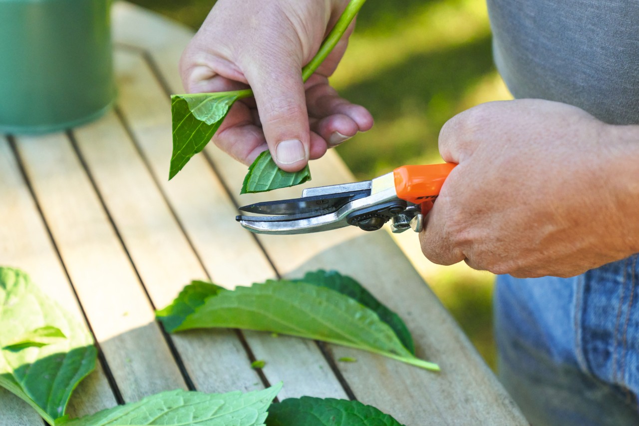 Close-up of someone using STIHL secateurs to reduce the leaf surface of a cutting 