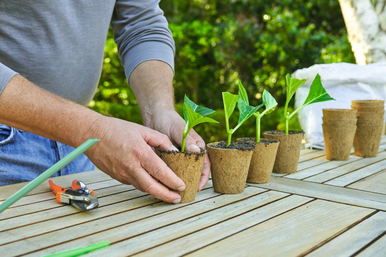 Person in front of a garden table pressing soil into a pot with a cutting; lined up next to it are other pots with cuttings