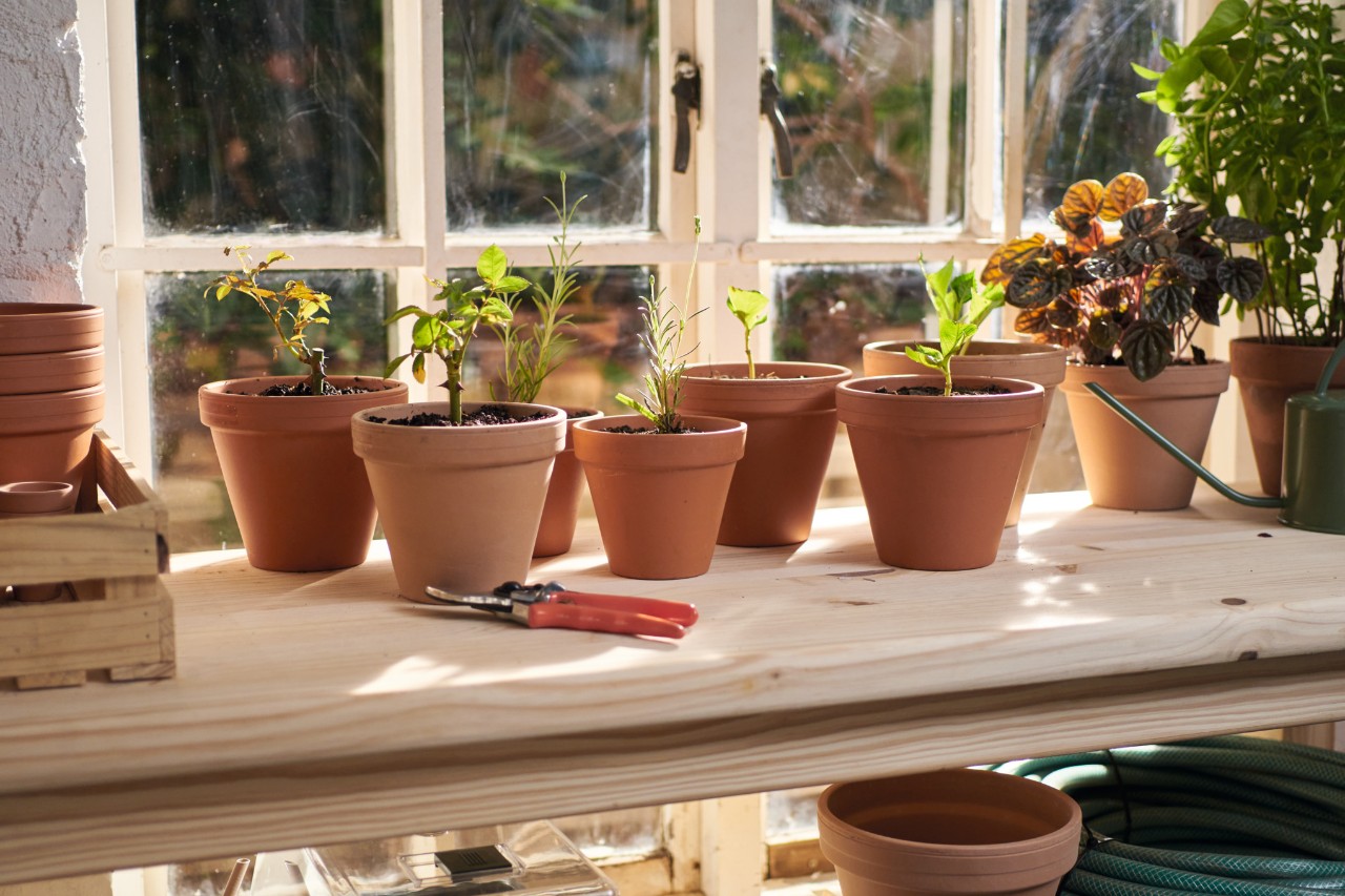 Clay pots with fresh cuttings on a windowsill, with a pair of secateurs and a watering can next to them 