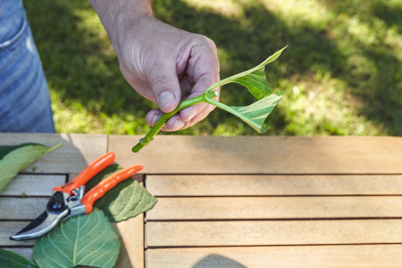 Close-up of a stem cutting that someone is holding between their fingers above a garden table, and a pair of secateurs and cut leaves on the table 