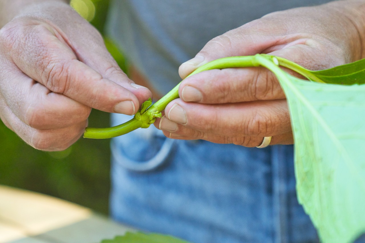 Close-up of a tip cutting that a person is holding in their hands