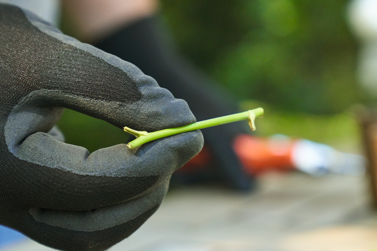 Close-up of a leafless rose cutting, with someone holding it between their thumb and index finger and wearing black work gloves 