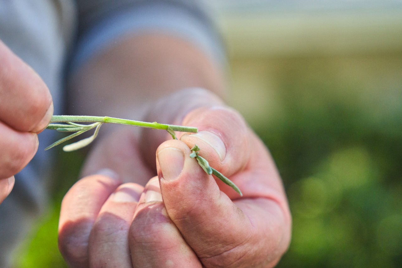 Close-up of a lavender stem cutting held between a thumb and index finger
