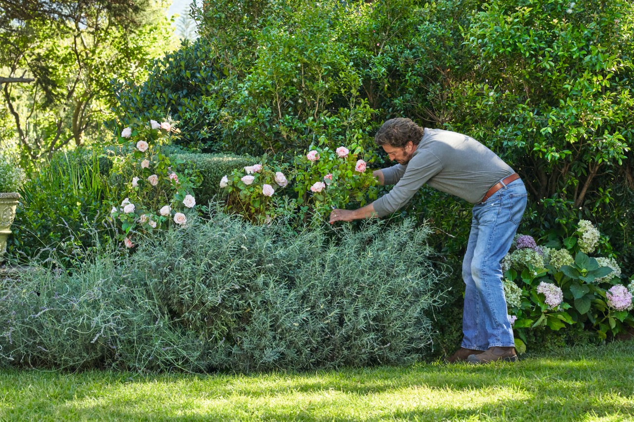 Close-up of a man taking plant cuttings from rose shrubs on a garden plot