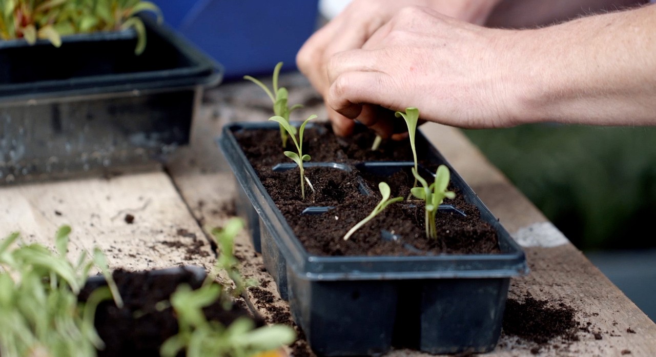 Close-up of seedlings being cultivated in small propagation trays