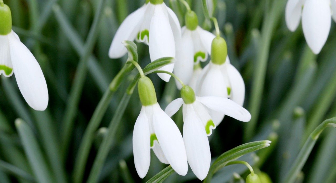Close-up of snowdrop flowers