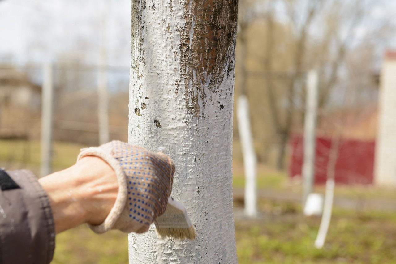 Close-up of a fruit tree trunk being painted with white limewash paint.