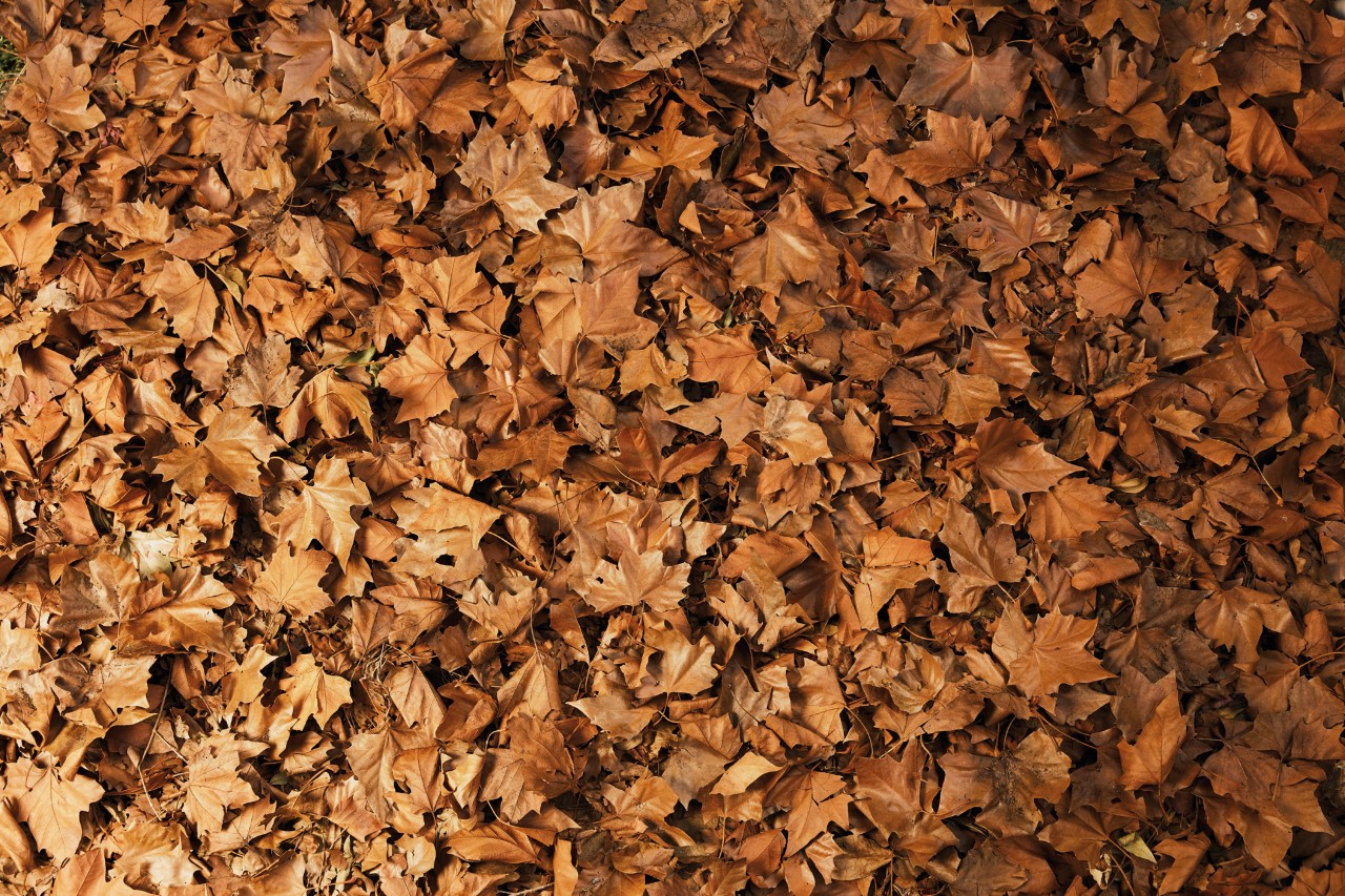 Close-up of red-brown leaves