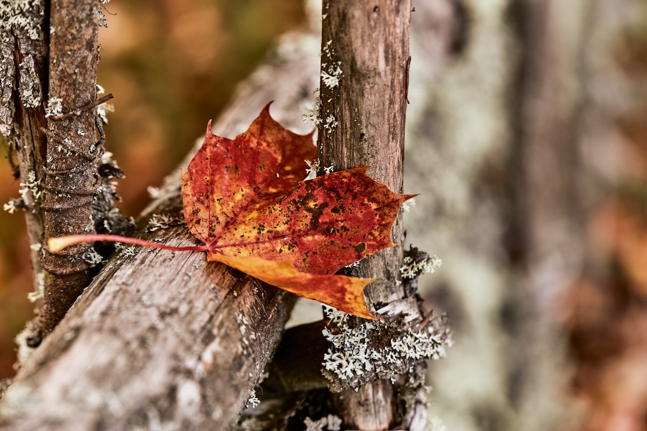 Close-up of a red autumn leaf on a piece of wood